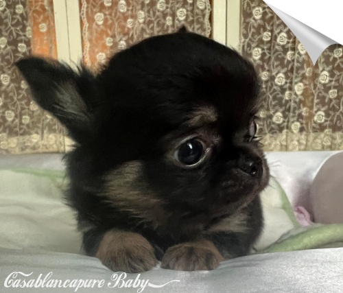 �`�����q��