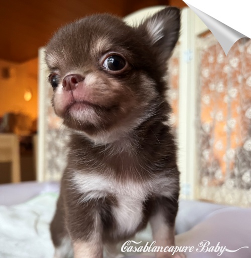 �`�����q��