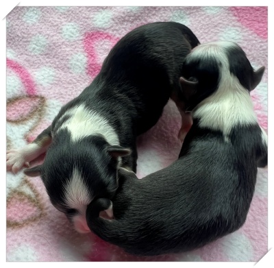 �`�����q��