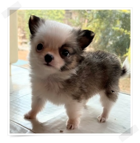 �`�����q��