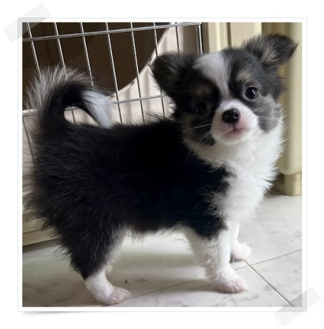 �`�����q��