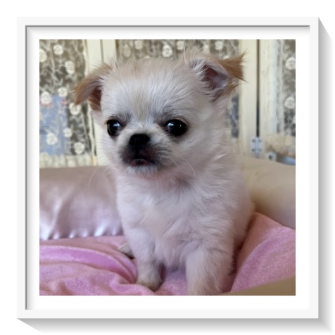 �`�����q��