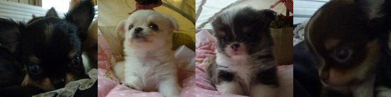 �`�����q��