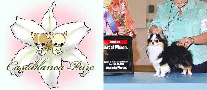 �`�����u���[�_�[