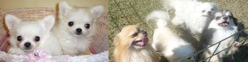 �`�����u���[�_�[