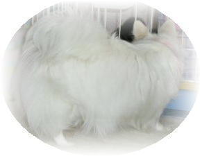 �e�B�t�@�j�[