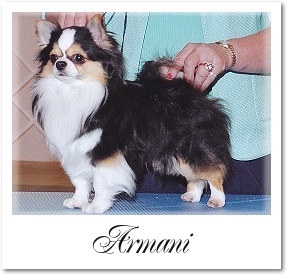 �A���}�[�j